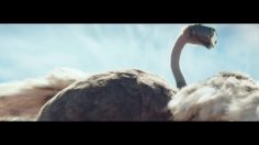 poster-28107-samsung-mobile-ostrich-236x132