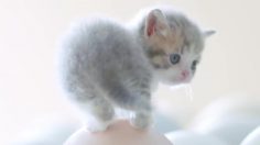 poster-28150-me-o-cats-236x132