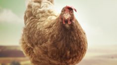 61796_preview-236x132