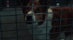 poster-28242-pedigree-pet-adoption-pick-me-236x132