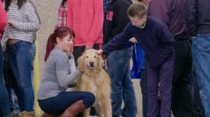 poster-28262-pedigree-a-vote-for-good-236x132