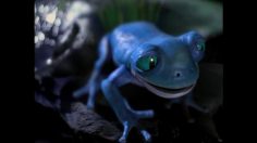 poster-28271-bud-light-bud-light-frogs-236x132