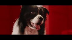 poster-28343-schmackos-duet-236x132