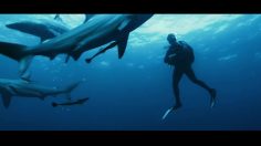 poster-28345-continente-alimentation-fear-236x132