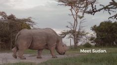 poster-28374-ol-pejeta-conservancy-worlds-most-eligible-bachelor-236x132