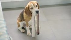 poster-28390-peugeot-208-gti-the-dog-236x132