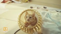 poster-28409-playstation-4-gravity-rush-2-gravity-cat-236x132