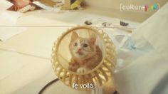 poster-28415-chaton-apocalypse-et-energie-solaire-2017-06-08-236x132