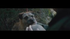 poster-28450-fondation-30-millions-damis-non-a-l-abandon-236x132