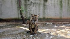 poster-28472-tiger-beer-3890-project-236x132