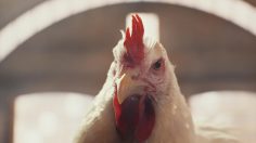 poster-28554-kfc-the-whole-chicken-236x132