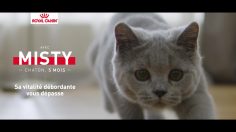 poster-28566-royal-canin-misty-236x132