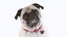 hopcat-pavlov-dumb-dog-236x132