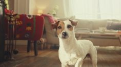 poster-28581-hello-bank-que-c-est-bon-d-etre-le-prefere-236x132