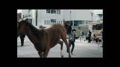 poster-28586-brahma-respect-the-hangout-236x132