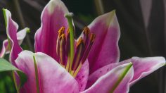 poster-28588-shiseido-all-things-beautiful-come-from-nature-236x132