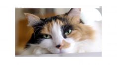 poster-28639-amanda-foundation-amanda-foundation-collection-236x132