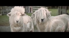 poster-28750-lp-on-the-lamb-236x132