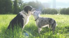 poster-28779-megaday-super-energy-boost-236x132