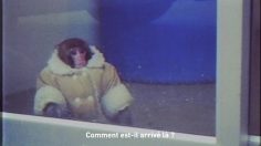 poster-28805-canal-polar-dossier-456-24-le-cas-coat-monkey-236x132