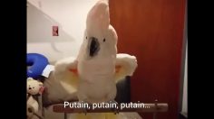 poster-28886-unicef-protection-enfance-le-langage-de-ces-perroquets-va-vous-laisser-sans-voix-236x132