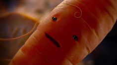 poster-28924-aldi-kevin-the-carrot-236x132