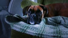 poster-28930-stop-funding-hate-buster-backs-stop-funding-hate-236x132