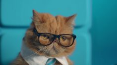 poster-28941-zte-axon-m-business-cat-236x132