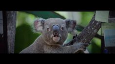 poster-28945-mcdonald-s-service-a-table-236x132