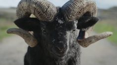 poster-28976-volkswagen-t-roc-baby-ram-236x132