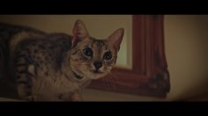 poster-28977-new-york-lottery-holiday-scratch-off-bodega-cat-236x132