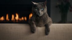 poster-29022-sheba-karaoke-cat-236x132