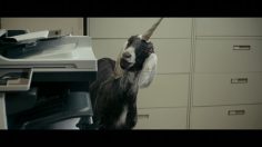 poster-29080-ymca-ymca-of-the-twin-cities-goat-i-corn-236x132