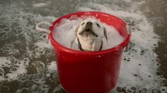 poster-29113-subaru-ascent-car-wash-236x132