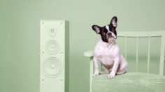 poster-29114-munich-animal-shelter-adoptify-ray-236x132