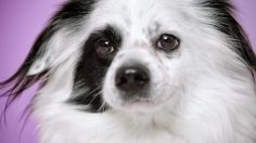 poster-29115-munich-animal-shelter-adoptify-moshi-236x132