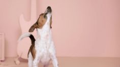 poster-29116-munich-animal-shelter-adoptify-milow-236x132