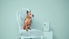 poster-29117-munich-animal-shelter-adoptify-gloria-236x132