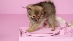 poster-29118-munich-animal-shelter-adoptify-puppies-236x132