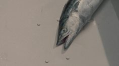 poster-29176-societe-de-sauvetage-du-quebec-tu-lapportes-porte-la-donc-236x132