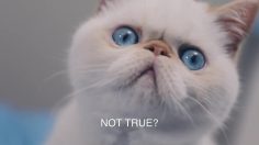 poster-29178-petsafe-scoopfree-catspiracy-2-0-236x132