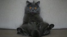 poster-29197-hk-hk-dk-katblocker-236x132