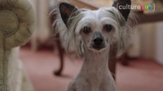 poster-29271-jeux-de-mots-foireux-et-fromages-qui-puent-2018-02-28-236x132