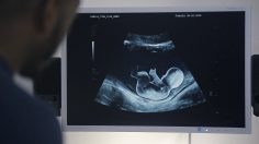 poster-29289-syfy-quand-de-futures-mamans-piegent-leur-conjoint-version-syfy-236x132