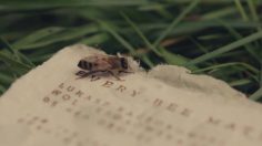 poster-29338-city-bees-protection-environnement-bee-saving-paper-236x132