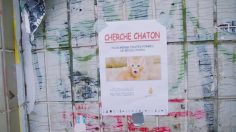 poster-29384-les-chatons-d-or-cherche-chaton-236x132