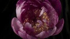 poster-29393-etat-libre-dorange-i-am-trash-les-fleurs-du-dechet-236x132