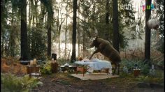 poster-29394-poissons-d-avril-porno-et-musique-classique-2018-04-04-236x132