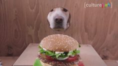 poster-29450-chien-street-art-et-transgenre-2018-04-18-236x132