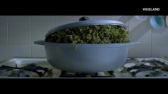 poster-29452-viceland-now-with-more-weed-236x132